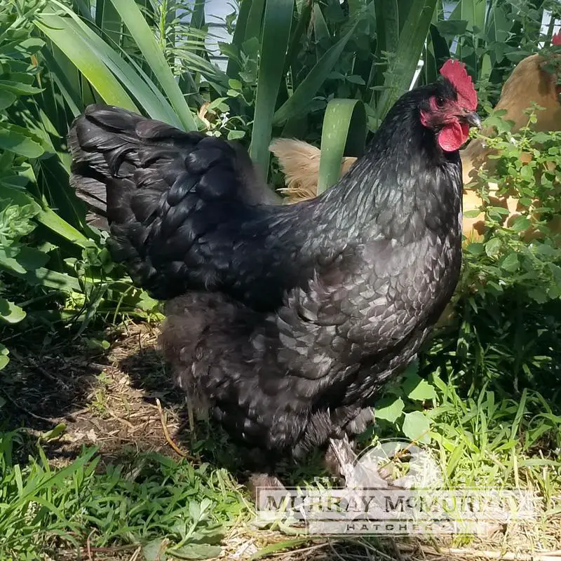 Black Chickens - 19 Black Chicken Breeds and How to Choose the Best One ...