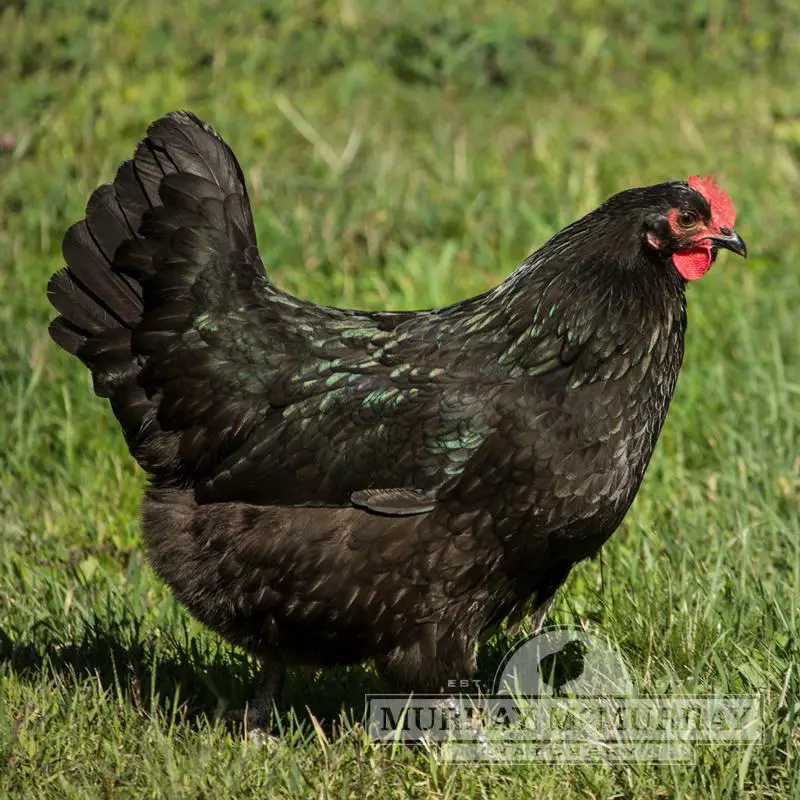 Black Chickens 19 Black Chicken Breeds And How To Choose The Best One