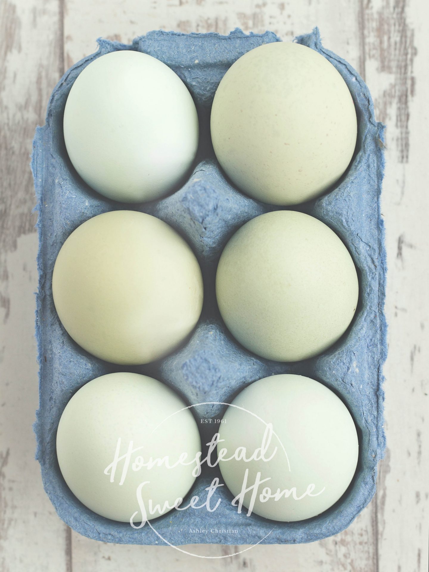 ameraucana chicken eggs