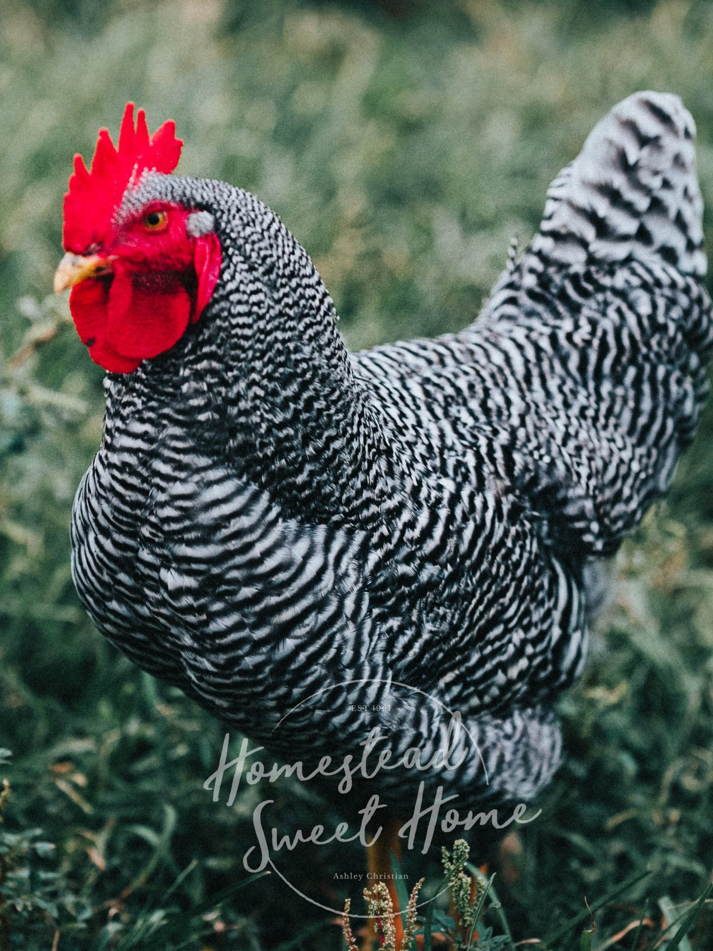 Barred Rock Chicken  