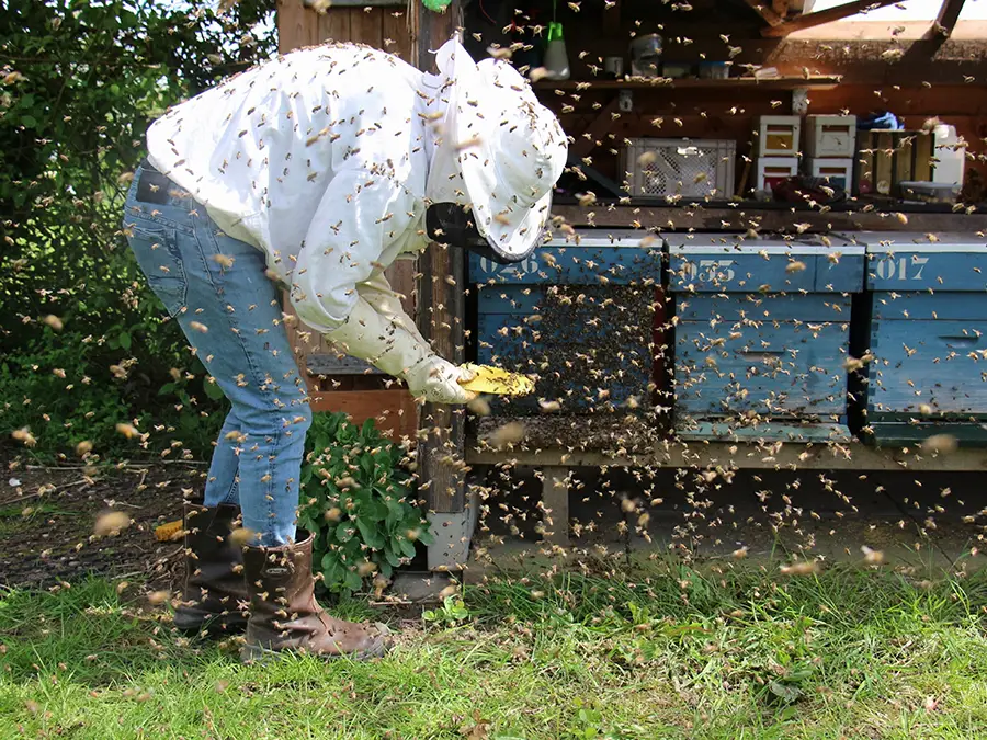 bee farmer 
