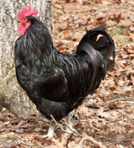 Black Chicken