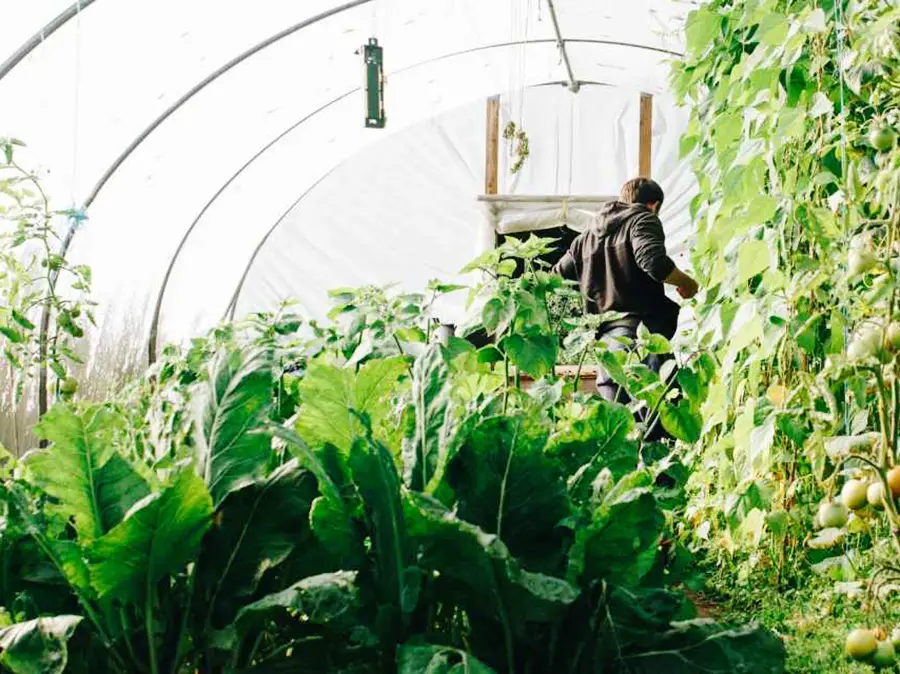 long small greenhouse
