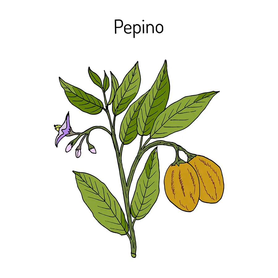 Pepino Melon graphic