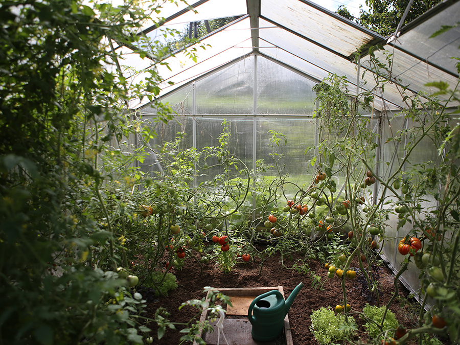 plum tomatoes in greenhouse