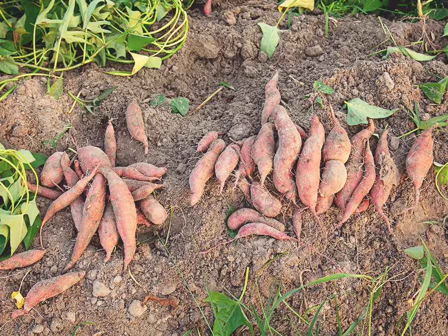 when to harvest sweet potatoes