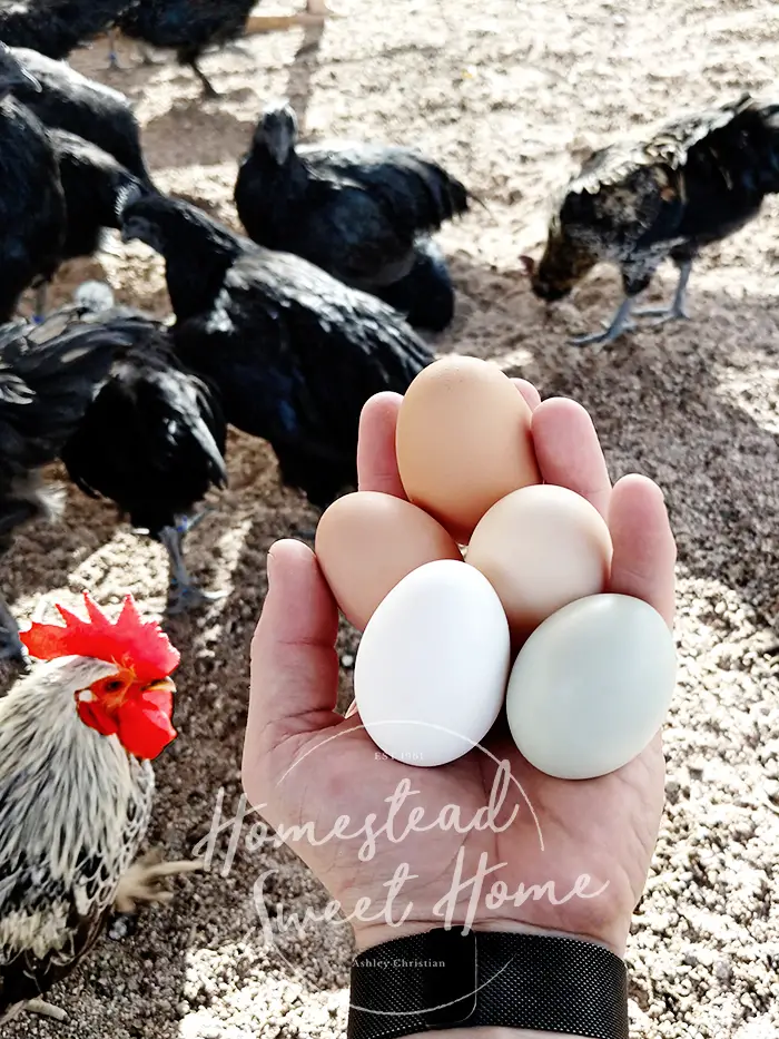 when do chickens start laying eggs