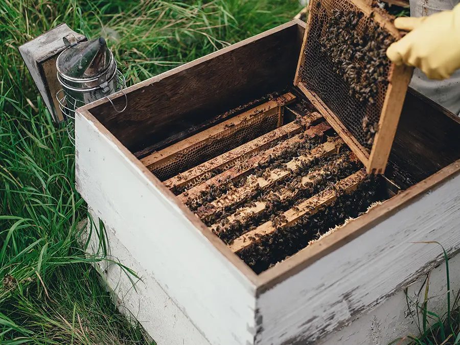 langstroth beehive pros and cons